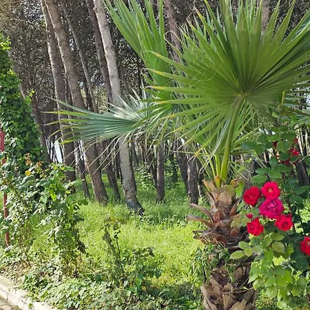 Oasis * Golem (Tirana)