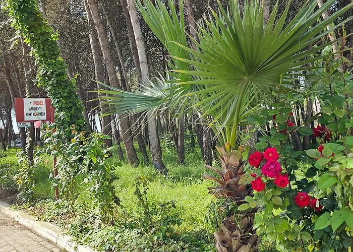 Oasis * Golem (Tirana)